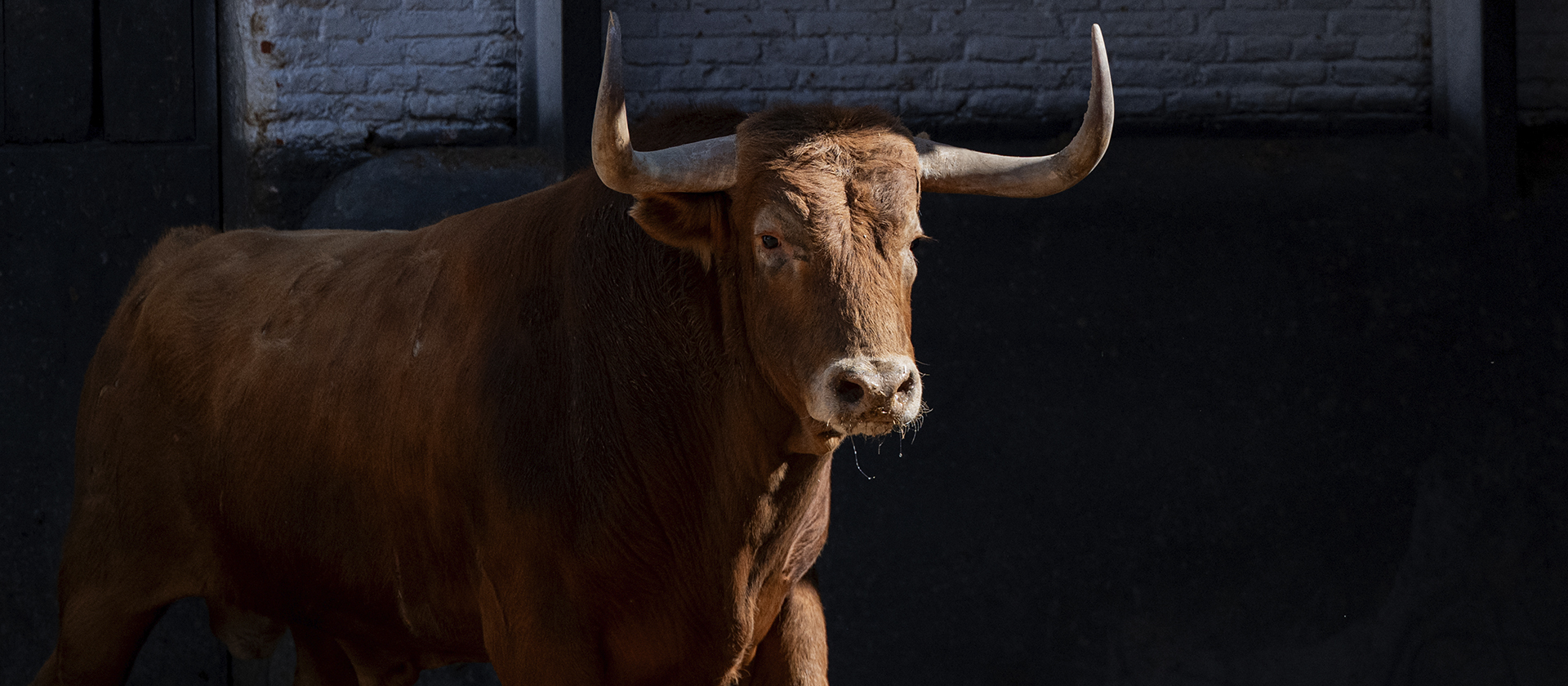 Seis toros de Garcigrande para la 19ª de San Isidro