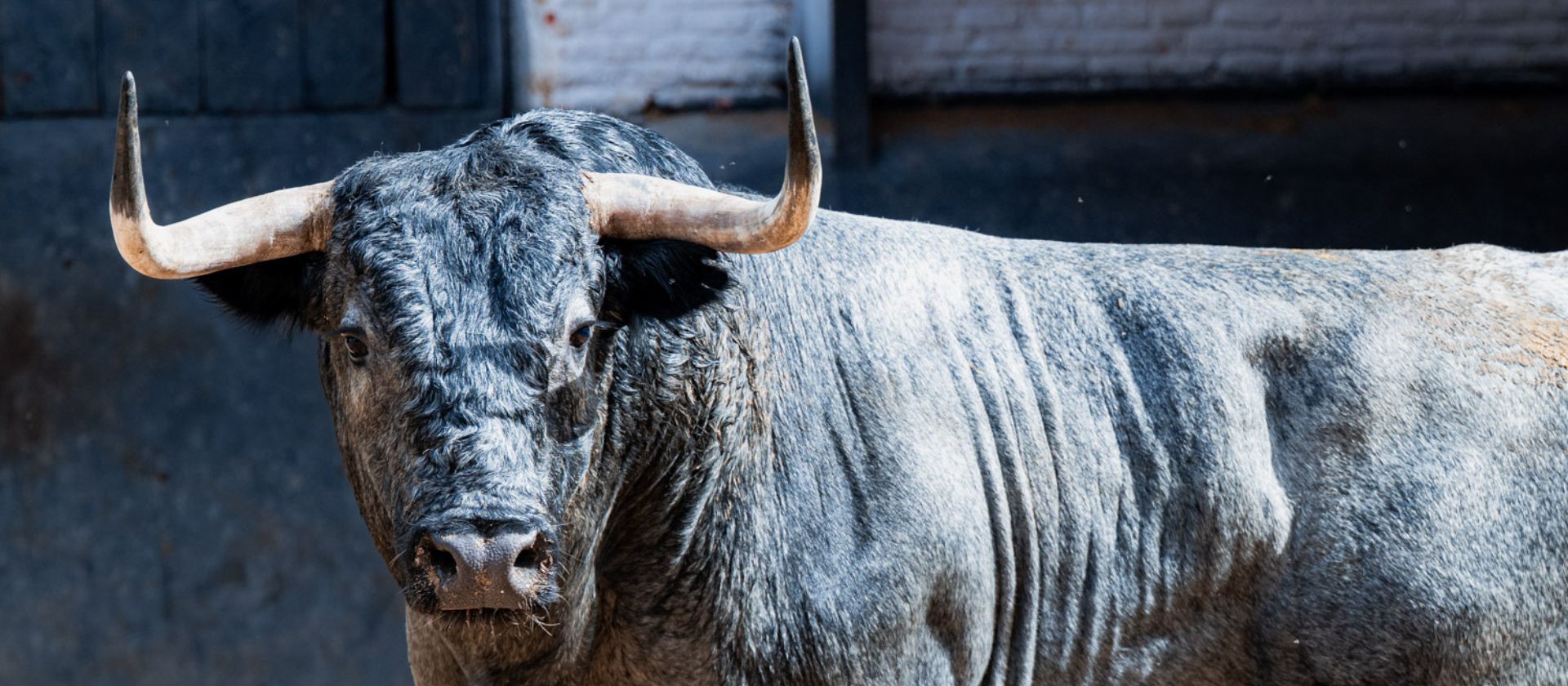 Toros de José Escolar para la vigesimosegunda de San Isidro