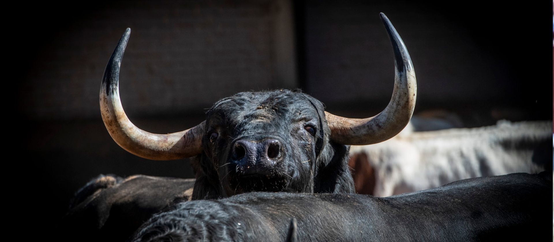 Seis toros de José Enrique Fraile de Valdefresno para la primera de agosto