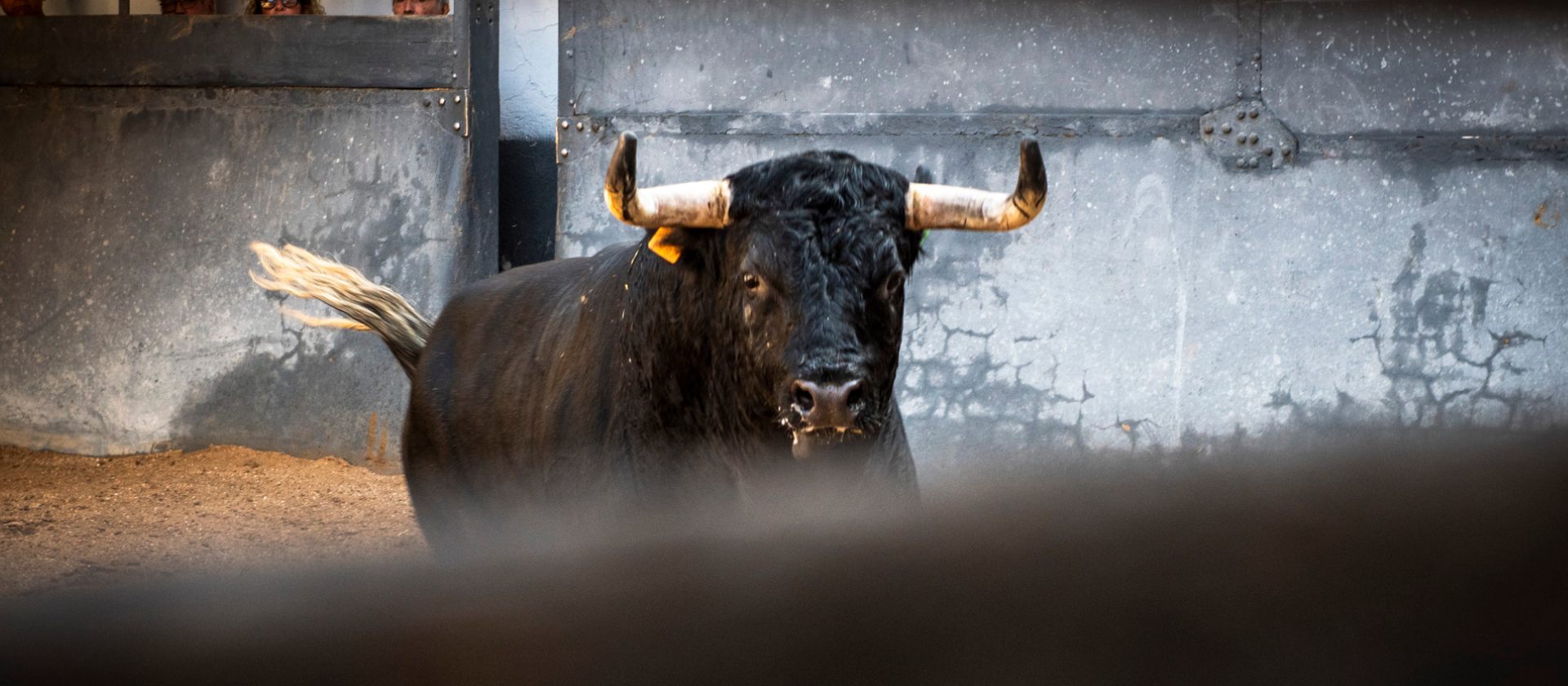 SEIS TOROS DE PASSANHA PARA LA CORRIDA DE REJONES DE ESTA NOCHE