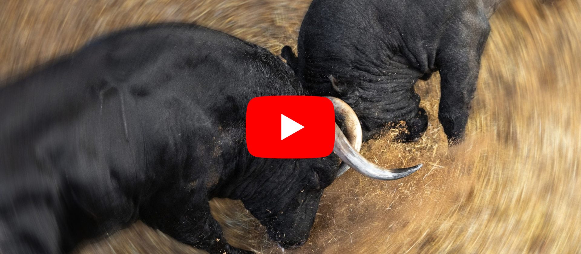 Los protagonistas de la corrida concurso de ganaderías ya están en Las Ventas