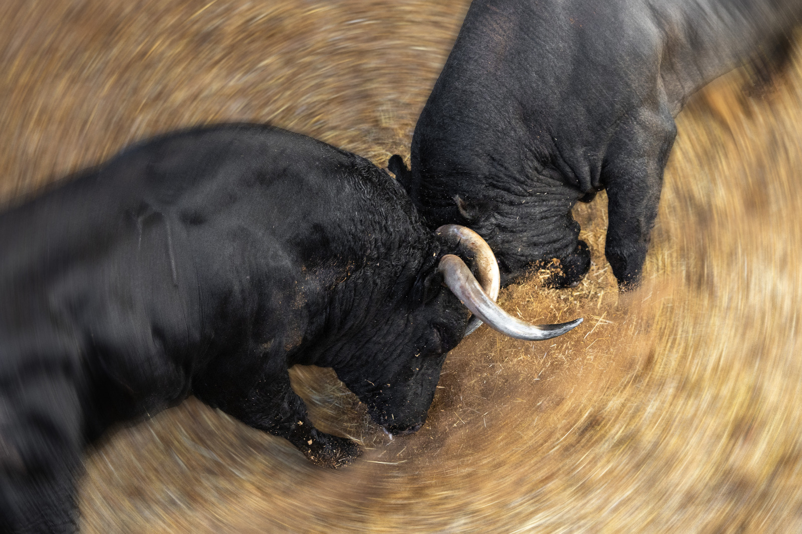 Los protagonistas de la corrida concurso de ganaderías ya están en Las Ventas