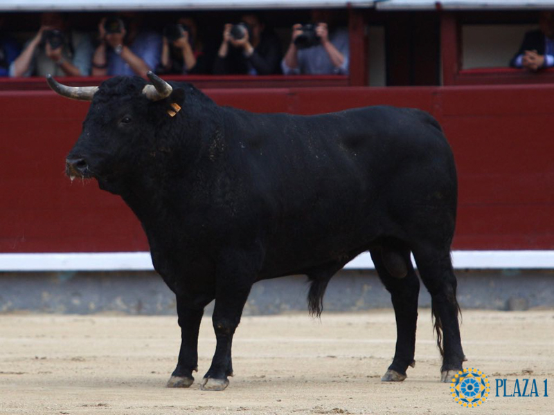 Nº32, "PREFERINO", abre la tarde